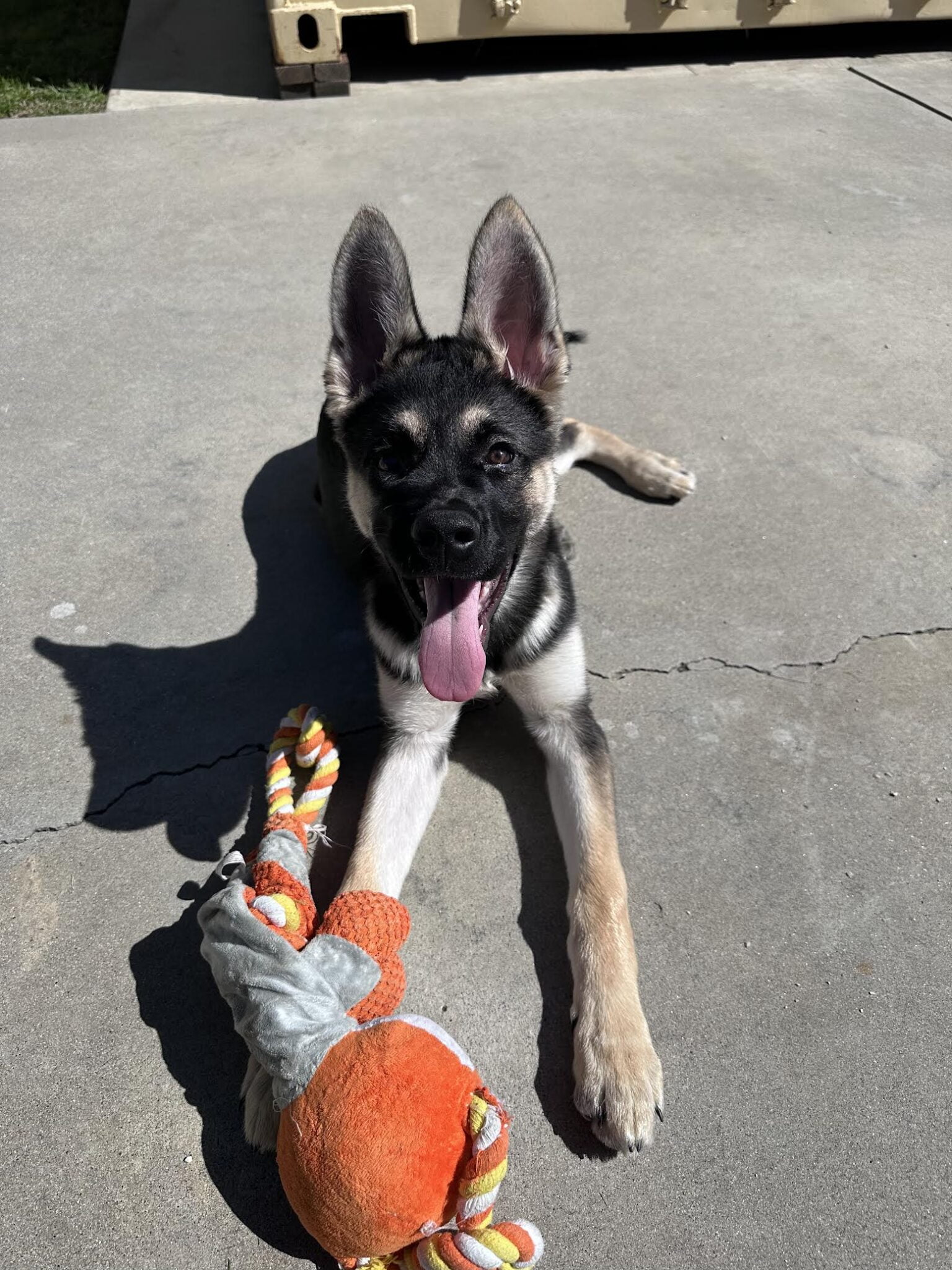 Adoptable Pets Hemet Animal Hospital